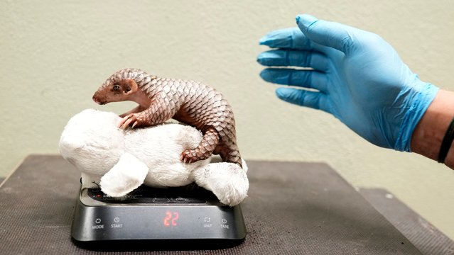 A newborn baby Chinese pangolin is weighed at the Prague zoo, Czech Republic, Wednesday, July 10, 2024. The baby female of the critically endangered animal was born on July 1, 2024. This is the second Chinese pangolin to be born here in less than two years and is doing well. (Photo by Petr David Josek/AP Photo)