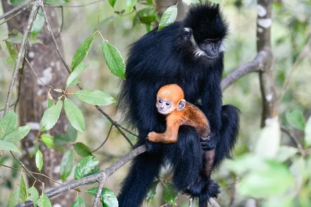 A Francois' leaf monkey is seen with a cub in the Mayanghe National Nature Reserve in Guizhou Province, southwest China, March 16, 2022. Recently, two Francois' leaf monkeys were born in the reserve, and their hair will gradually turn black in a few months. Also known as Francois' langurs, the species is one of China's most endangered wild animals and is under top national-level protection. It is also one of the endangered species on the International Union for Conservation of Nature red list. The species are found in China's Guangxi, Guizhou and Chongqing. Thanks to a series of protective measures, the number of Francois' langurs in the Mayanghe National Nature Reserve has been increasing in recent years. (Photo by Xinhua News Agency/Rex Features/Shutterstock)