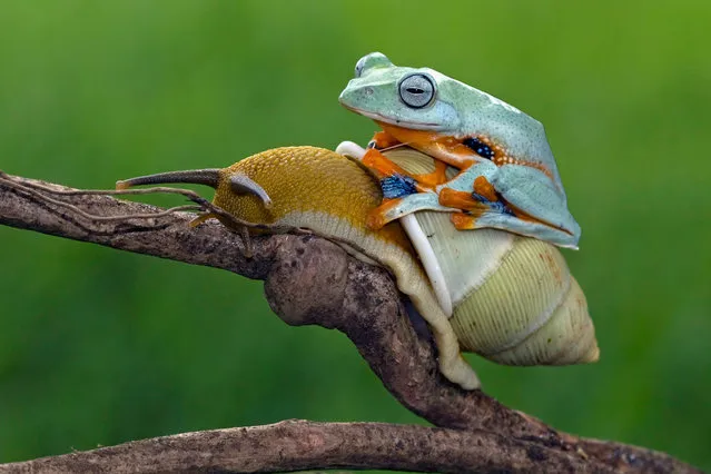 Going nowhere in a hurry, this friendly Javan Tree frog can be seen casually hopping aboard the slow-paced snail who like a lonely highway trucker is only too happy to have the company.  These cute critters chew the fat until froggy reaches his destination and alights at the top of the branch. (Photo by Kurit Afsheen/Media Drum World)