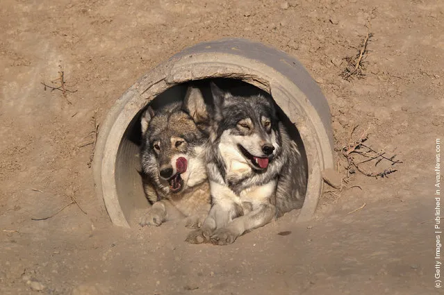 Timberline wolves lie at the mouth of their lair at The Wild Animal Sanctuary