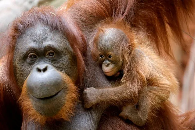 An eleven-day-old baby male Bornean orangutan is held by his mother Suli at Bioparc Fuengirola in Fuengirola, southern Spain on August 15, 2021. (Photo by Jon Nazca/Reuters)