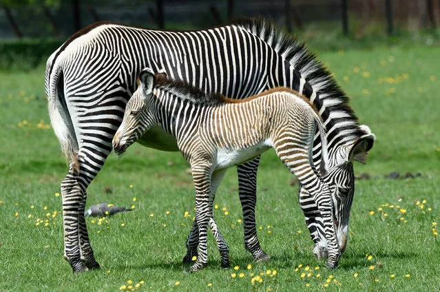 A Grévy’s zebra and new-born foal in Whipsnade, UK on May 26, 2016. (Photo by Tony Margiocchi/Barcroft Images)