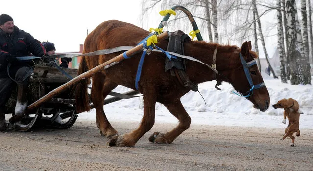 A dog rushes at a horse as it slips on the icy road during the Kolyada holiday celebrations (Pull Kalyada to the oak) in the village of Martsiyanauka, some 110 kilometers east of Minsk, on January 21, 2016. (Photo by Sergei Gapon/AFP Photo)