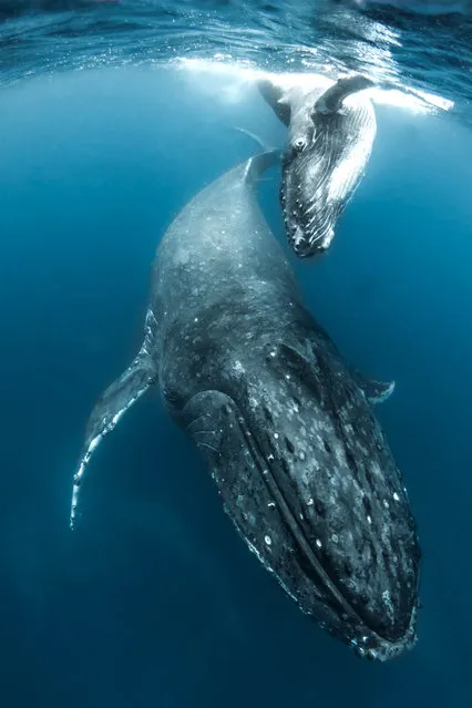 The images were taken off the coast of Tonga in the South Pacific. Photographer Grant Thomas said: “Through my images I aim to show off the amazing life we have on our planet in hope of inspiring more people to experience it for themselves and, most importantly, care for it. There is nothing to be afraid of with the humpback whales, as these animals are some of the most majestic and peaceful creatures in the sea. They will often be very curious of people in the water and will even seek out interactions with us”. (Photo by Grant Thomas/Caters News Agency)