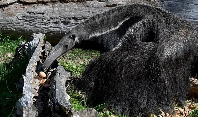 An anteater eats an Easter egg containing treats at the zoo in Zagreb, on April 18, 2022. (Photo by Denis Lovrovic/AFP Photo)
