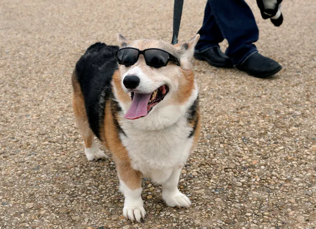 A corgi dog sports a pair of sunglasses as it walks the National Mall with its owners on Memorial Day holiday weekend in Washington, U.S., May 28, 2017. (Photo by Kevin Lamarque/Reuters)