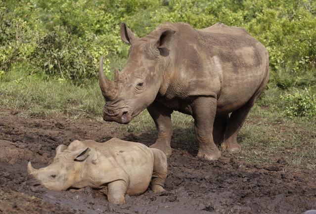 In this Sunday, December 20, 2015 file photo, rhinos walk in the Hluhluwe Game Reserve in South Africa. South Africa’s anti-COVID-19 lockdown is credited with helping to achieve a dramatic drop in rhino killings, but as the country opens up experts warn there is a risk of a resurgence of poaching of one of Earth’s most endangered mammals. Redoubled efforts are critical to prevent a resurgence of killings of the country’s rhinoceros, South African officials and wildlife activists say, as World Rhino Day is marked Tuesday, Sept. 22, 2020. (Photo by Schalk van Zuydam/AP Photo/File)