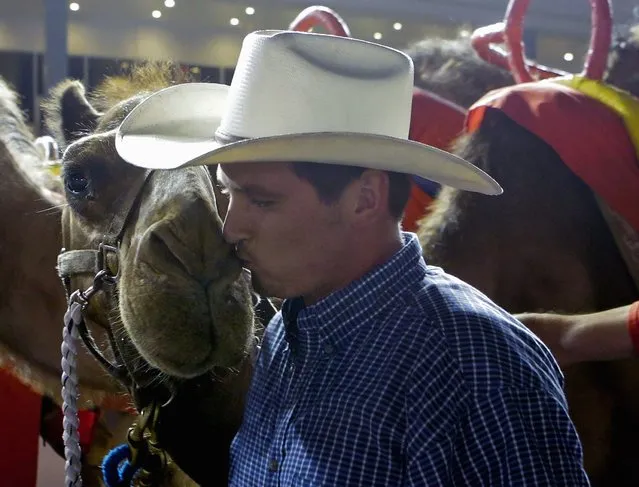 Rider Kris Anderson kisses his camel Camelot, after he won an exhibition race billed as “The Cameltonian” at the Meadowlands Race Track in East Rutherford, New Jersey June 21, 2014. Run by Hedrick's Promotions in Nickerson, Kansas, this is the third year the race has been run at the track, in tandem with an ostrich race. (Photo by Ray Stubblebine/Reuters)
