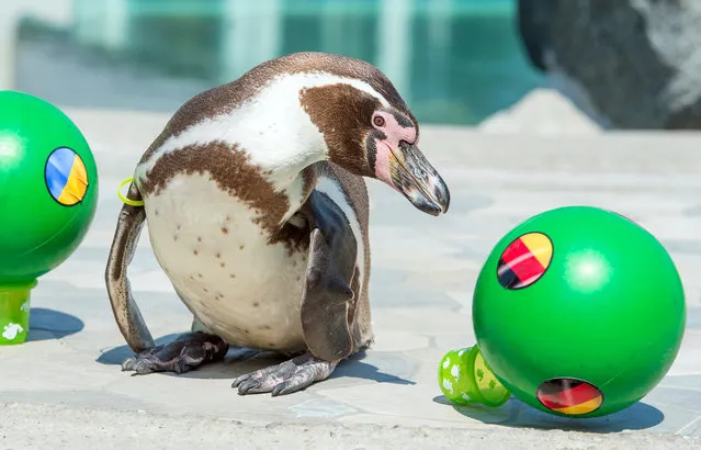 Humboldt penguin “Flocke”, who lives in the swimming bath 'Spreewelten-Bad' in Luebbenau, prods the ball with the German flag from its plinth in Luebbenau, Germany, 08 June 2016. “Flocke” is the UEFA EURO 2016 oracle of the Spreewelten-Bad and has predicted a victory of Germany against Ukraine. The UEFA EURO 2016 soccer championship takes place from 10 June to 10 July 2016 in France. (Photo by Patrick Pleul/EPA)