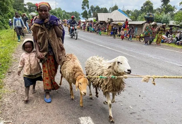 Congolese civilians and their animals flee near the Congolese border with Rwanda after fightings broke out in Kibumba, outside Goma in the North Kivu province of the Democratic Republic of Congo on May 24, 2022. (Photo by Djaffar Sabiti/Reuters)