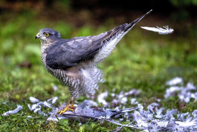 A raptor has killed a pigeon in a garden in Frankfurt, Germany, Saturday, September 21, 2024. (Photo by Michael Probst/AP Photo)