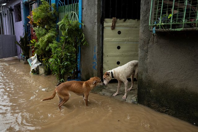 Dogs interact along a flooded road after heavy rains brought by Tropical storm Yagi, locally known as Enteng, in Baras, Rizal province, Philippines, on September 2, 2024. (Photo by Eloisa Lopez/Reuters)