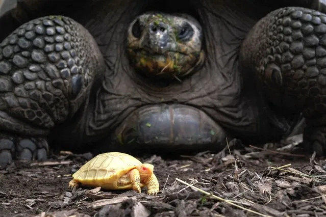 A picture taken on June 3, 2022 shows a unique albinos Galapagos giant tortoise baby, born on May 1, next to its mother at the Tropicarium of Servion, western Switzerland. Albinos Galapagos tortoises have never been observed in captivity or in the nature. The Galapagos giant tortoises are strictly protected and are among the most endangered species among CITES-listed animals. (Photo by Fabrice Coffrini/AFP Photo)