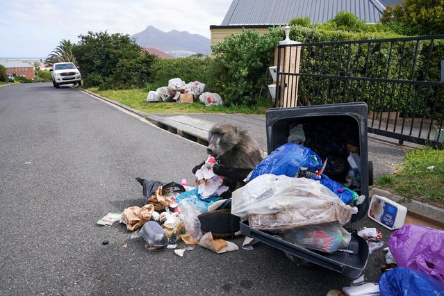 A Chacma baboon feeds during a raid on refuse bins by a troop of Chacma baboons foraging in the residential neighborhood of Capri in Cape Town, South Africa, on October 14, 2024. (Photo by Nic Bothma/Reuters)