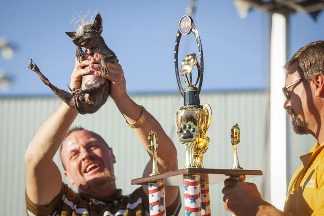 Ugly dog contestants Sweepee Rambo and owner Jason Wurtz celebrate winning the 2016 World's Ugliest Dog Contest at the Sonoma-Marin Fair in Petaluma, California, USA, 24 June 2016. (Photo by Peter Dasilva/EPA)