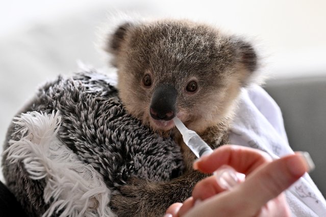 This picture taken on October 4, 2024 shows an orphaned koala joey named Ajooni clinging to a fluffy toy during feeding time in Sydney. There are anywhere between 95,000 and 524,000 koalas left in Australia, possibly down from millions before European settlement. There is little doubt expanding cities, land clearance and the spread of chlamydia are devastating the populations of one of the country's most iconic animals. (Photo by Saeed Khan/AFP Photo)