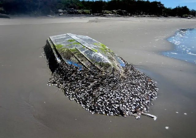 A 20-foot, open boat was found beached on Washington's Benson Beach at Cape Disappointment State Park, festooned with hundreds of what state Fish and Wildlife officials said are gooseneck barnacles on June 15, 2012