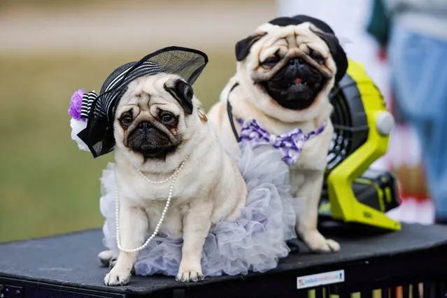 Pugs get ready for pictures during breed judging at the 146th Westminster Kennel Club Dog Show at the Lyndhurst Estate in Tarrytown, New York, U.S., June 21, 2022. (Photo by Eduardo Munoz/Reuters)