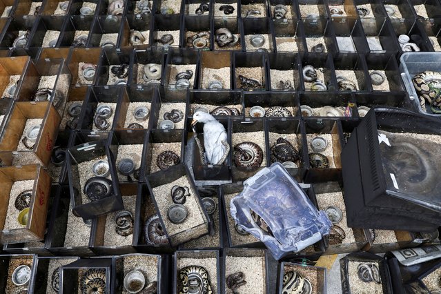 A dead bird and reptiles are pictured following a fire, in which exotic animals, reptiles and pets perished at Chatuchak Weekend Market, in Bangkok, Thailand, on June 11, 2024. (Photo by Chalinee Thirasupa/Reuters)