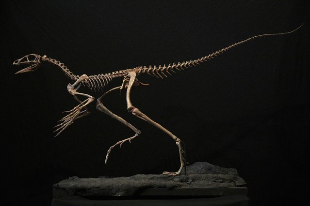 A replica of a fossil of a new reptile, the Venetoraptor gassenae, printed in 3D, is presented by National Council of Scientific and Technical Investigations (CONICET) paleontologists Federico Agnolin and Martin Ezcurra (out of frame), at the Bernardino Rivadavia Natural Sciences Museum in Buenos Aires on August 16, 2023. The discovery was published in Nature magazine. (Photo by Juan Mabromata/AFP Photo)