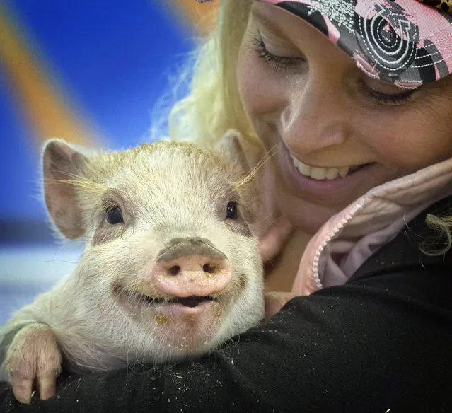 In a Thursday, January 15, 2015 photo, Debbie Dolittle Penwill holds a smiling four months old pig, Ginger, at Jozee Rooz Indoor Petting Zoo in Parkland, Wa. Penwell and boyfriend Don Miller share a 10-acre farm in Parkland and have more than 100 animals. They plan to open the Jozee RoozIndoor Petting Zoo soon. (Photo by Lui Kit Wong/AP Photo/The News Tribune)