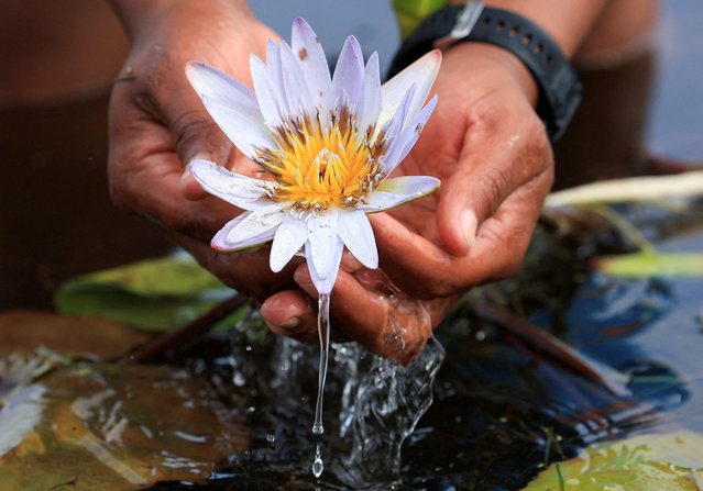 An environmentalist holds the previously extinct Cape Water Lily at False Bay Nature Reserve wetland, which was part of the Earthshot Week in Cape Town, where it has been reintroduced at the reserve wetland, in Cape Town, South Africa, on November 8, 2024. (Photo by Esa Alexander/Reuters)