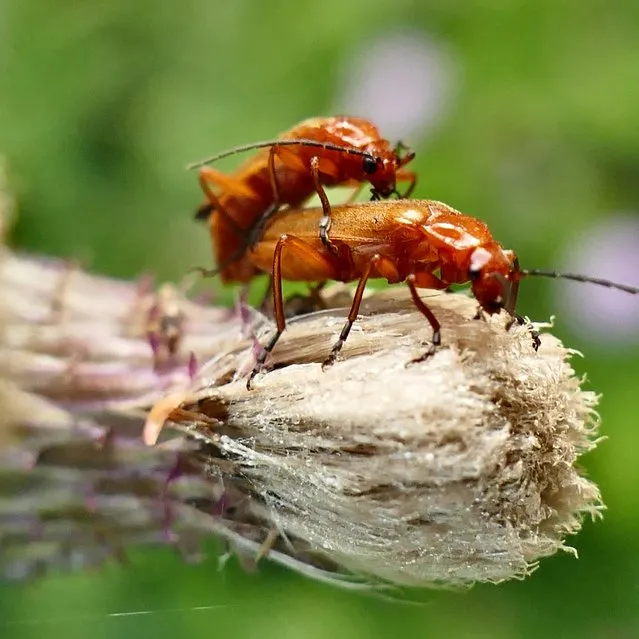 Common red soldier beetles mate on a thistle head in Dunsden, Oxfordshire, United Kingdom on August 5, 2021. (Photo by Geoff Swaine/Rex Features/Shutterstock)