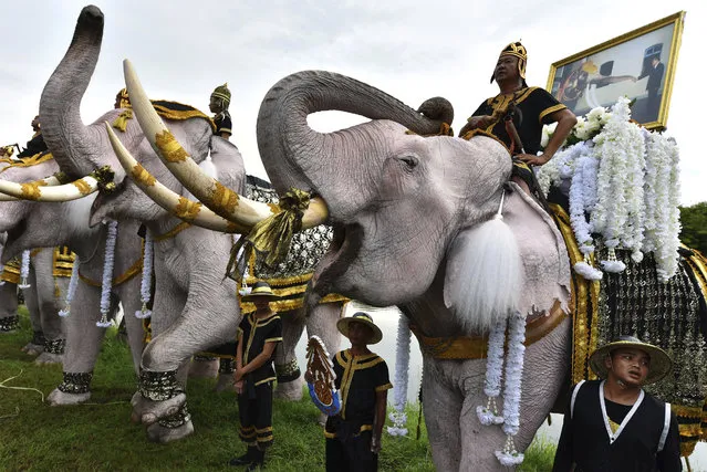 Elephants doused in powder to appear an auspicious white, stand to attention and trumpet at a ceremony to mark one year since King Bhumibol Adulyadej's death Friday, October 13, 2017, in the ancient royal capital Ayuttahya, Thailand. Mourners clad in black stood in front of the elephants and fell silent for 89 seconds from 3.52 p.m., marking the official time of Bhumibol's death in what Thailand's Buddhist culture recognized as his 89th year. Then they sang an uplifting royal anthem and held pictures of Bhumibol above their heads while others prostrated on the ground. (Photo by AP Photo/Stringer)