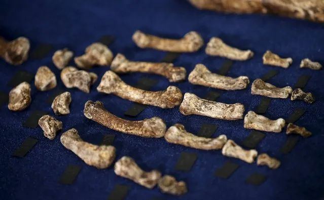 Fossils of a newly discovered ancient species, named “Homo naledi”, are pictured during their unveiling outside Johannesburg September 10, 2015. (Photo by Siphiwe Sibeko/Reuters)