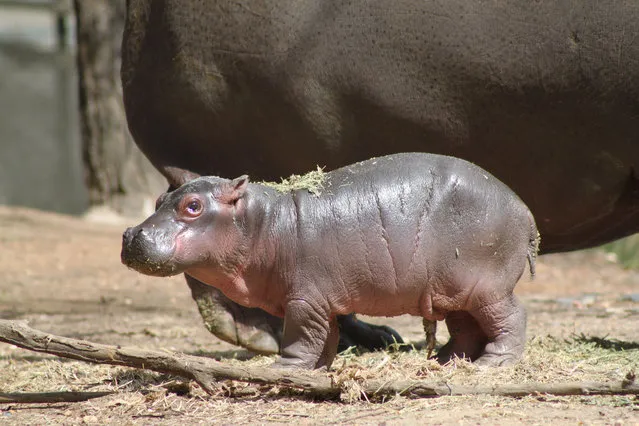 In this handout image provided by Taronga Western Plains Zoo, a baby Hippo calf and it's mother “Cuddles” are seen at Taronga Western Plains Zoo on September 12, 2014 in Dubbo, Australia. The calf, which weighs an estimated 40 kg, is the first birth of a hippo calf in more than a decade at the Zoo. (Photo by Anthony Dorian/Taronga Western Plains Zoo via Getty Images)