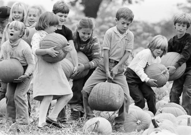 Second-graders pick their pumpkins during a class outing October 19, 1984, at a farm next to their school near Doylestown, Pa.  While their pumpkin-toting techniques vary, the children will soon have their Halloween jack-o-lanterns ready for October's end. (Photo by George Widman/AP Photo)