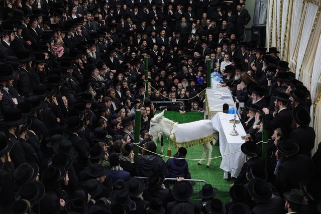 Ultra-Orthodox Jews pray around a decorated small donkey and lamb during a ceremony called the “Redemption of the first born donkey” or in Hebrew “Pidyon Petter Chamor”, in the Mea Shearim neighborhood in Jerusalem, Israel, 13 February 2025. The tradition of the Redemption of the firstborn donkey is part of the 613 laws commemorated in the Jewish Bible. (Photo by Abir Sultan/ EPA)