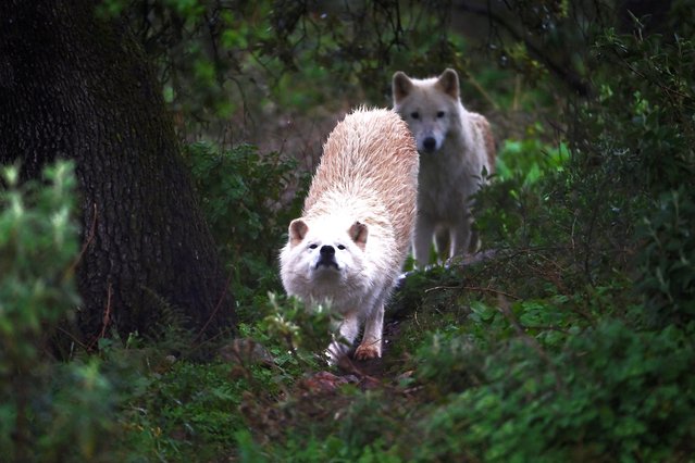 Hudson Bay wolves roam inside an enclosure at the Lobo Park in Antequera near Malaga, southern Spain on February 22, 2025. Iberian, European and Hudson Bay wolves live in huge enclosures at the park which is open to the public to vist and study wolf behaviors and wolf pack dynamics. (Photo by Jorge Guerrero/AFP Photo)