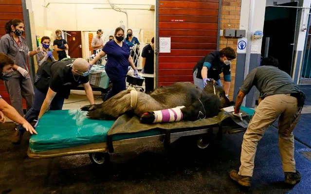 Specialists from the Johannesburg Zoo and University of Pretoria's Onderstepoort Veterinary Academy pushes Makokou, a 35 year-old Johannesburg Zoo male Western Lowland Gorilla, on a stretcher after conducting a CT (Computed-tomography) scan at the Veterinary Academy Hospital in Pretoria on June 6, 2020. (Photo by Phill Magakoe/AFP Photo)