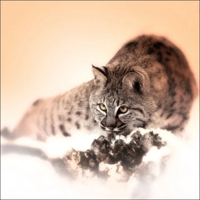 “Patience”. Study of a young female siberian lynx.