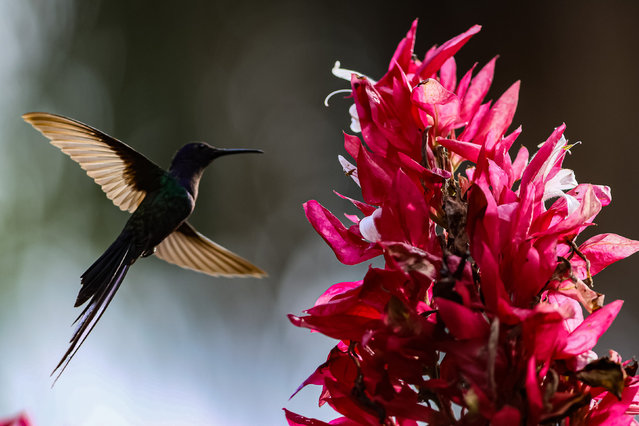 A hummingbird forages on nectar in the city of Funilandia, in Minas Gerais, Brazil on March 23, 2025. The hummingbird is a small, colorful bird that feeds on flower nectar and small insects. It is native to the Americas and is considered an important pollinator. (Photo by Rodney Costa/ZUMA Press Wire/Rex Features/Shutterstock)
