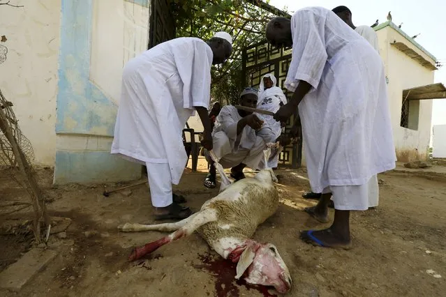 Men slaughter a sheep after performing Eid al-Adha prayers in Khartoum, Sudan September 24, 2015. (Photo by Mohamed Nureldin Abdallah/Reuters)
