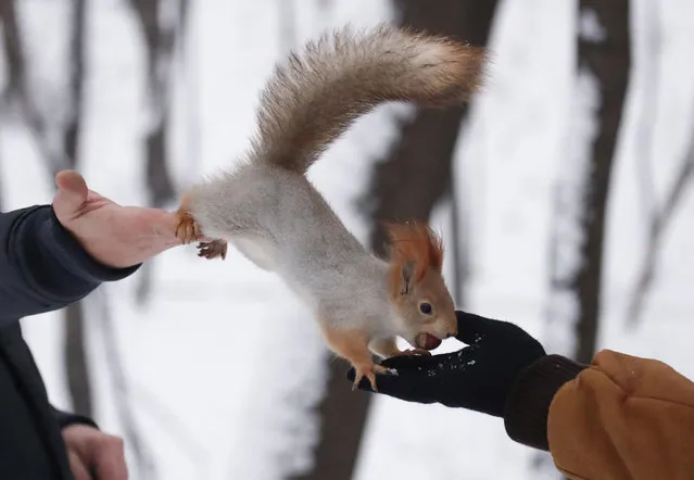 A squirrel is seen on pedestrians' hands in a park in Moscow, Russia December 19, 2017. (Photo by Maxim Shemetov/Reuters)
