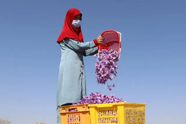 An Afghan woman harvests saffron flowers in a field on the outskirts of Herat province on October 31, 2022. (Photo by Mohsen Karimi/AFP Photo)