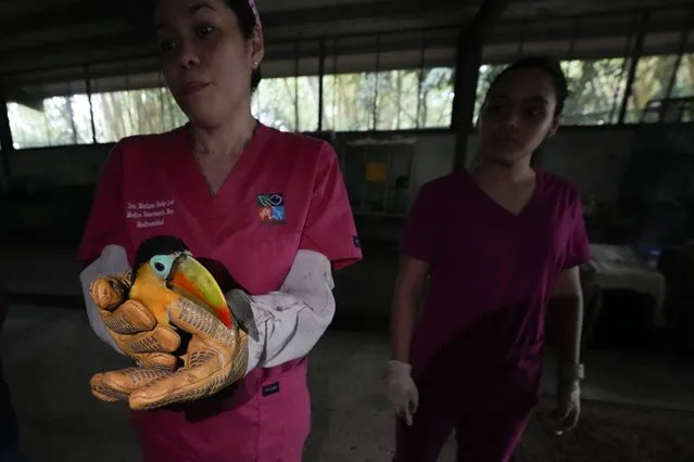 Veterinarian Mariana Parks holds a toucan that was given medical care prior to being released back into the wild, at a Ministry of the Environment rehabilitation center in Panama City, Wednesday, September 28, 2022. This new government rehabilitation center, which was built on land adjacent to former U.S. military facilities, began receiving animals during the COVID-19 pandemic. (Photo by Arnulfo Franco/AP Photo)