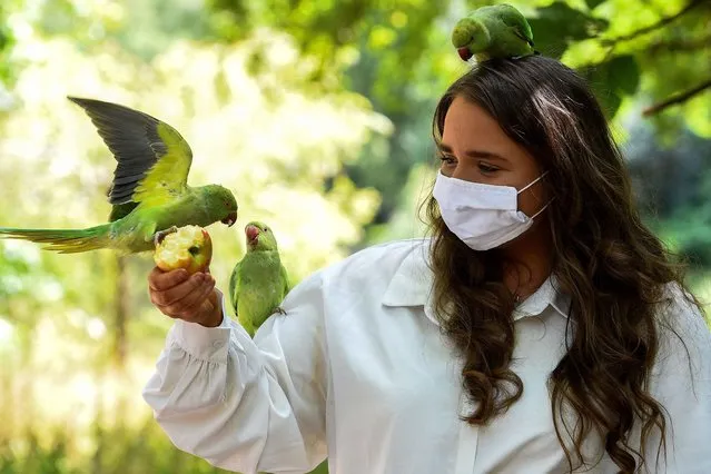 Farrah Maddox, aged 17, feeds parakeets in St James's Park in London, United Kingdom on August 3, 2020. (Photo by Kirsty O'Connor/PA Images via Getty Images)