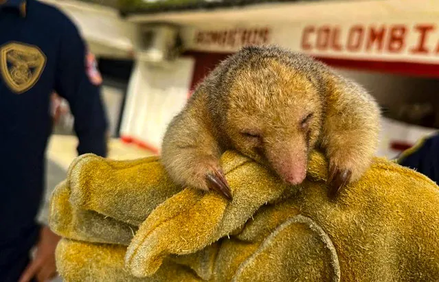 This handout picture released by Chigorodo's Firefighters Press Office shows a Silky anteater (Cyclopes didactylus) in Chigorodo, Colombia, on December 2, 2022. (Photo by Chigorodo's Firefighters Press Office/AFP Photo)