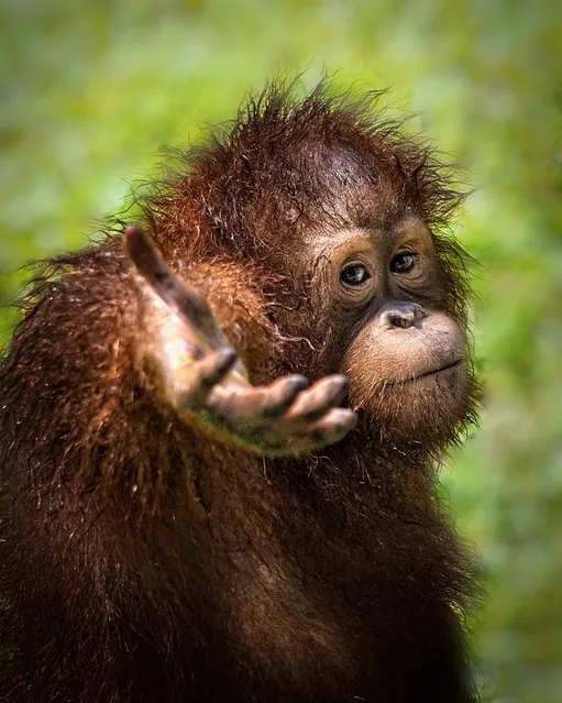 Image shows an orangutan at Ragunan Zoo in Jakarta, Indonesia early January 2023. Orangutans weigh up to 165 pounds and can live for over 30 years. (Photo by Endra Agustianto/Media Drum Images)