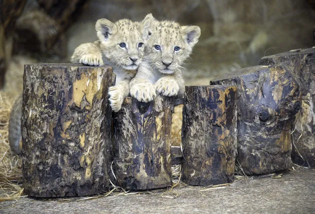 Two two month old lions cubs sit in their enclosure at the Zoo in Saint-Petersburg on February 12, 2018, on the day of their official presentation. (Photo by Olga Maltseva/AFP Photo)