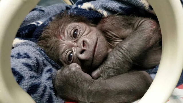 A male baby western lowland gorilla rests after being delivered by Cesarean section at the Franklin Park Zoo in Boston, Massachusetts, U.S. on October 15, 2020. (Photo by Franklin Park Zoo/Handout via Reuters)