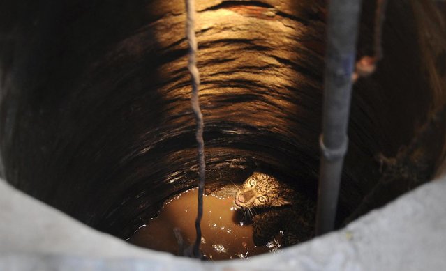 A leopard trapped in a well looks up to forest officials on the premises of the Kamakhya temple in Gauhati, India, Thursday, April 4, 2013.  According to locals, the leopard fell into the well while scouring for food. (Photo by Anupam Nath/AP Photo)