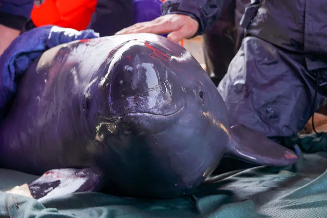 This photo taken on February 15, 2023 shows a finless porpoise that lives in Poyang Lake receiving a physical examination by researchers in Jiujiang, in China's central Jiangxi province. (Photo by AFP Photo/China Stringer Network)