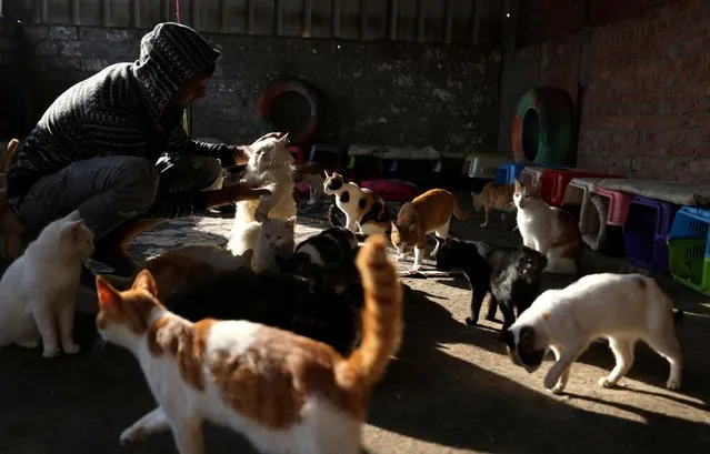 Cats are seen as many animal shelters in Egypt are struggling after an increase in prices of imported food and medicine, and a fall in donations, fueled by the devaluation of the Egyptian pound, at the Saqqara area, in Giza on the outskirts of Cairo, Egypt on January 22, 2023. (Photo by Mohamed Abd El Ghany/Reuters)