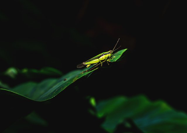 A Japanese grasshopper, a pest, carves on a Taro leaf in Tehatta, West Bengal, India on August 16, 2025. (Photo by Soumyabrata Roy/NurPhoto/Rex Features/Shutterstock)