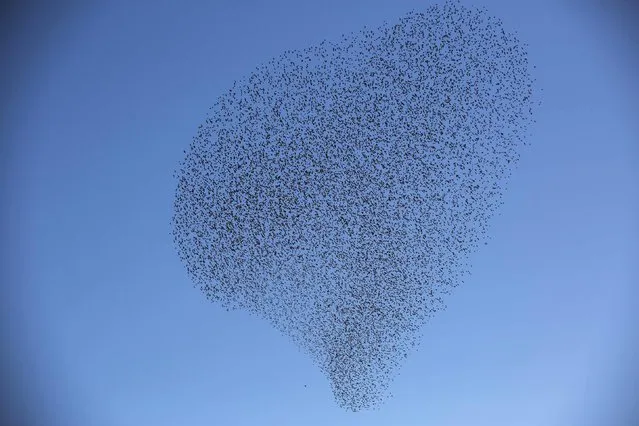 A flock of starlings fly over an agricultural field near the southern Israeli city of Netivot, in this February 12, 2014 file photo. (Photo by Amir Cohen/Reuters)